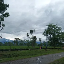 Tea Gardens of Dooars - Jalpaiguri