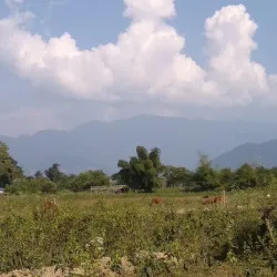 Tea Gardens of Dooars - Jalpaiguri