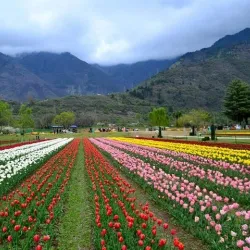 Indira Gandhi Memorial Tulip Garden - Jammu
