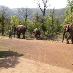 Dalma Wildlife Sanctuary - Jamshedpur