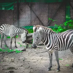 Tata Steel Zoological Park - Jamshedpur