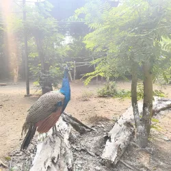 Tata Steel Zoological Park - Jamshedpur