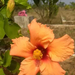 Jharsuguda Town Park - Jharsuguda