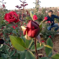 Jharsuguda Town Park - Jharsuguda