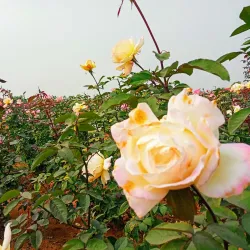 Jharsuguda Town Park - Jharsuguda