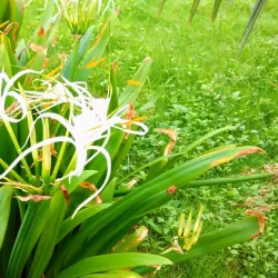 Vedvyas Park - Jharsuguda