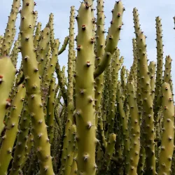 Rao Jodha Desert Rock Park - Jodhpur