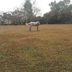 Jorhat Gymkhana Club - Jorhat