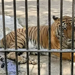 Sakkarbaug Zoological Garden - Junagadh