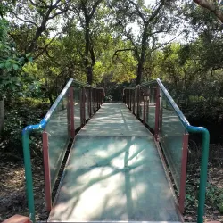 Gokivada Forest - Kakinada