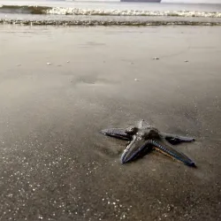 Hope Island - Kakinada