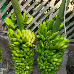 Kakinada Market - Kakinada
