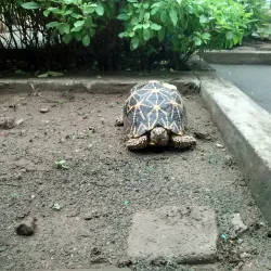 Suryanarayana Swamy Temple - Kakinada