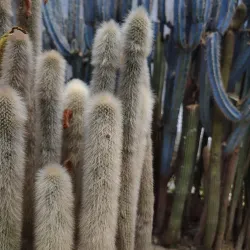 Cactus Nursery - Kalimpong