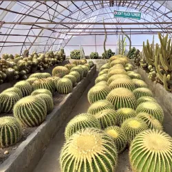 Cactus Nursery - Kalimpong