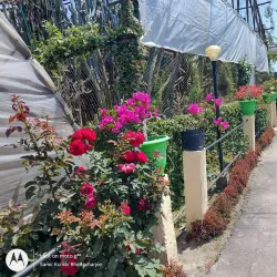 Cactus Nursery - Kalimpong