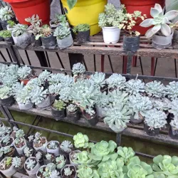 Cactus Nursery - Kalimpong