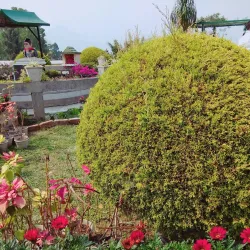 Cactus Nursery - Kalimpong