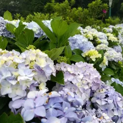 Deolo Hill - Kalimpong