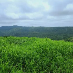 Sanjay Gandhi National Park (nearby) - Kalyan