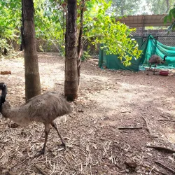 Parassinikkadavu Snake Park - Kannur