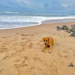 Payyambalam Beach - Kannur