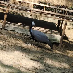 Allen Forest Zoo - Kanpur