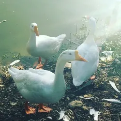 Karna Lake Park - Karnal