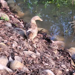 Karna Lake Park - Karnal