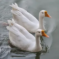 Karnal Lake - Karnal
