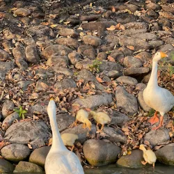Karnal Lake - Karnal