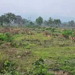Bandipur National Park - Karnataka