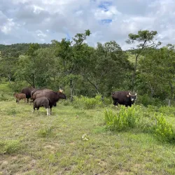 Bandipur National Park - Karnataka