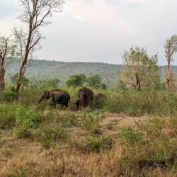 Bandipur National Park - Karnataka