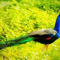 Bandipur National Park - Karnataka