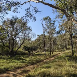Bandipur National Park - Karnataka