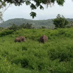 Bandipur National Park - Karnataka