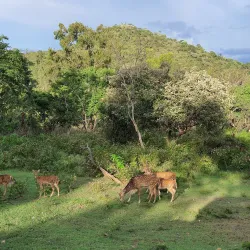 Bandipur National Park - Karnataka
