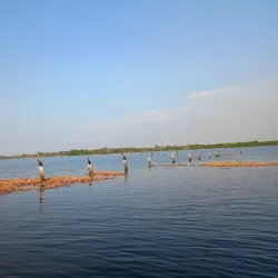 Backwaters of Kochi - Kochi