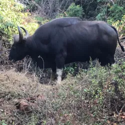 Mahalakshmi Wildlife Sanctuary - Kolhapur