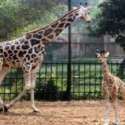 Alipore Zoological Gardens - Kolkata