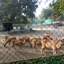 Alipore Zoological Gardens - Kolkata