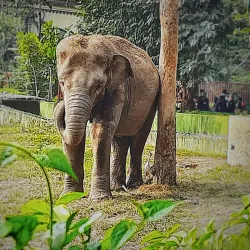 Alipore Zoological Gardens - Kolkata
