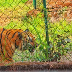 Alipore Zoological Gardens - Kolkata