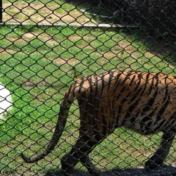 Alipore Zoological Gardens - Kolkata