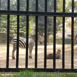 Alipore Zoological Gardens - Kolkata