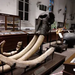 Indian Museum - Kolkata