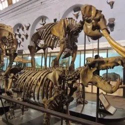 Indian Museum - Kolkata