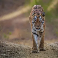 Chandrapur Wildlife Sanctuary - Korba