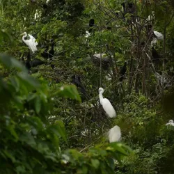 Kumarakom Bird Sanctuary - Kottayam